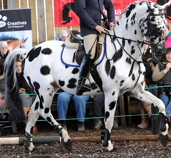 Leopard Appaloosa Horse